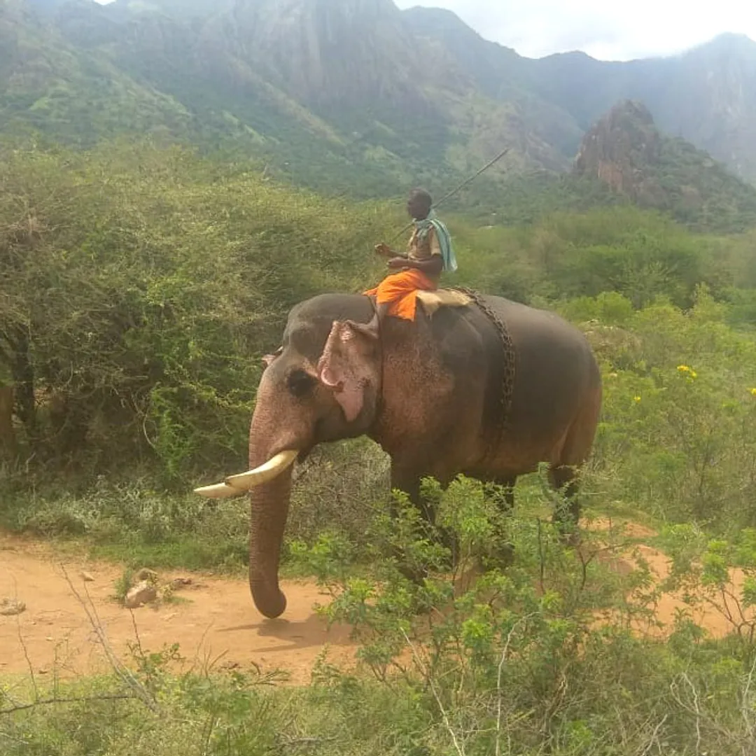 elephant